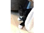 Adopt Kevin Li a Black & White or Tuxedo Domestic Shorthair / Mixed cat in