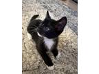 Adopt Criss Angel a Black & White or Tuxedo Domestic Shorthair / Mixed cat in