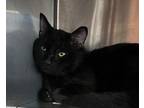 Adopt CEDAR a All Black Domestic Shorthair / Mixed cat in SOUTHBURY