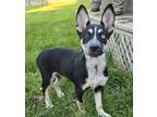 Adopt Nova a Husky / Blue Heeler dog in La Crosse, WI (41551080)