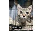 Adopt Mollie a Black (Mostly) Domestic Shorthair / Mixed (short coat) cat in