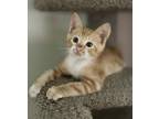 Adopt Leslie a Orange or Red Tabby Domestic Shorthair / Mixed (short coat) cat