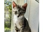 Adopt Remi a Brown Tabby Domestic Shorthair / Mixed (short coat) cat in