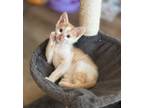 Adopt Cam a Orange or Red Tabby Domestic Shorthair / Mixed (short coat) cat in
