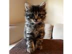 Adopt Pumpernickel a Brown Tabby Domestic Mediumhair / Mixed (long coat) cat in