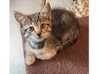 Adopt Blueberry a Brown Tabby Domestic Shorthair / Mixed (short coat) cat in