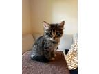 Adopt Rye a Brown Tabby Domestic Shorthair / Mixed (short coat) cat in