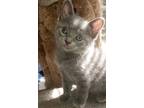 Adopt Bobo a Gray or Blue Domestic Shorthair / Mixed cat in Palatine