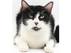 Adopt Mama Bear Tilly a Black & White or Tuxedo Domestic Shorthair / Mixed cat