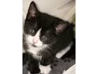 Adopt Yogi a Black & White or Tuxedo Domestic Shorthair / Mixed cat in Palatine
