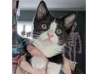 Adopt Raspberry a Black & White or Tuxedo Domestic Shorthair / Mixed cat in