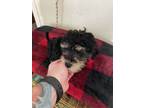 Adopt Aladdin a Black - with Tan, Yellow or Fawn Poodle (Miniature) dog in