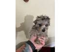 Adopt Moana a Gray/Silver/Salt & Pepper - with Black Poodle (Miniature) dog in