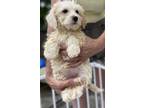 Adopt Jasmine a Tricolor (Tan/Brown & Black & White) Poodle (Miniature) dog in