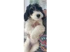 Adopt Americano a Black - with White Bernese Mountain Dog / Poodle (Miniature)