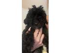 Adopt Charming a Black Poodle (Miniature) dog in Cherry Hill, NJ (41525539)