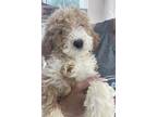 Adopt Frappaccino a Tan/Yellow/Fawn - with White Bernese Mountain Dog / Poodle