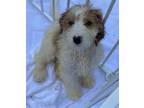 Adopt Macchiato a White - with Tan, Yellow or Fawn Bernese Mountain Dog / Poodle