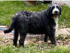 Adopt Adelaide a Black - with White English Sheepdog / Poodle (Standard) dog in