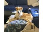 Adopt Ginger a White Saluki dog in Yorba Linda, CA (41495005)