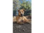 Adopt Johnny a Tan/Yellow/Fawn Mixed Breed (Medium) / Labrador Retriever dog in