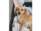 Adopt May a Tan/Yellow/Fawn - with White Beagle dog in Chattanooga