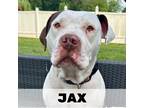 Adopt Jax a Brown/Chocolate - with White Labrador Retriever / Mixed Breed