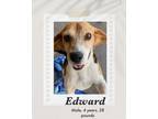 Adopt Edward a Brown/Chocolate - with White Beagle dog in Lukeville