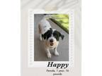 Adopt Happy a White - with Black Jack Russell Terrier dog in Lukeville