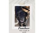 Adopt Baby Panther a Black - with White Retriever (Unknown Type) dog in