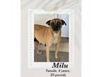 Adopt Milu a Brown/Chocolate - with Black Pug dog in Lukeville, AZ (41530379)