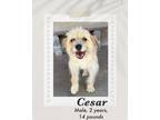 Adopt Cesar a Jack Russell Terrier dog in Lukeville, AZ (41530378)