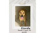 Adopt Gorda a Brown/Chocolate Carolina Dog / Black Mouth Cur dog in Lukeville