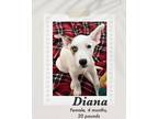 Adopt Diana a Tricolor (Tan/Brown & Black & White) Catahoula Leopard Dog /