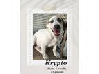 Adopt Krypto a Tricolor (Tan/Brown & Black & White) Catahoula Leopard Dog /