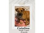 Adopt Catalina a Brown/Chocolate - with Black Black Mouth Cur dog in Lukeville