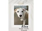 Adopt Elsa a White - with Brown or Chocolate Catahoula Leopard Dog / Carolina
