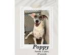 Adopt Poppy a Brindle - with White Catahoula Leopard Dog / Carolina Dog dog in