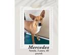 Adopt Mercedes a Brown/Chocolate - with White Basenji dog in Lukeville