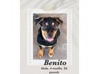 Adopt Benito a Black - with Brown, Red, Golden, Orange or Chestnut Rottweiler /