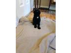 Adopt Dark Chocolate a All Black Domestic Shorthair / Mixed (short coat) cat in