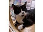 Adopt Biscuit a Black & White or Tuxedo Domestic Shorthair / Mixed (short coat)