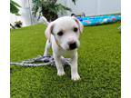 Adopt Sawyer (Yeck) a White - with Tan, Yellow or Fawn Labrador Retriever /