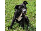 Adopt Ella a Black Mixed Breed (Medium) / Mixed Breed (Medium) dog in Seminole