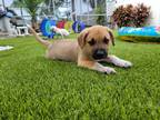 Adopt Hurley (Yadin) a Tan/Yellow/Fawn - with Black Labrador Retriever /