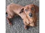 Adopt Beau a Red/Golden/Orange/Chestnut Dachshund / Mixed dog in Tucson