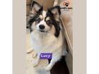 Adopt Lucy (Courtesy Post) - Adoption Pending a Black - with White American