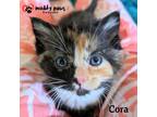 Adopt CHLOE Litter: Cora - No Longer Accepting Applications a Domestic Shorthair