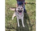 Adopt Zanzon (Courtesy Post) a Tan/Yellow/Fawn - with Black German Shepherd Dog
