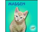 Adopt Madden a Orange or Red Domestic Shorthair / Mixed cat in Troy